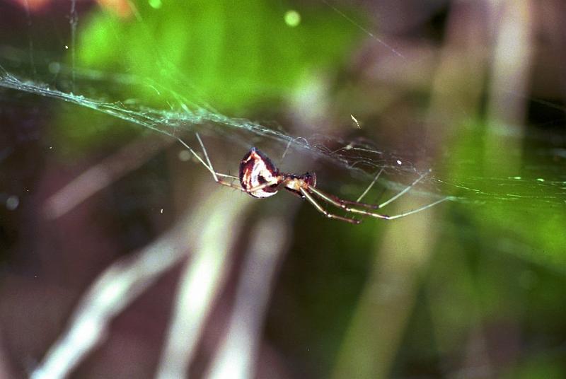 Linyphia_triangularis_F1996_Z_82_Les Gris_Frankrijk.jpg